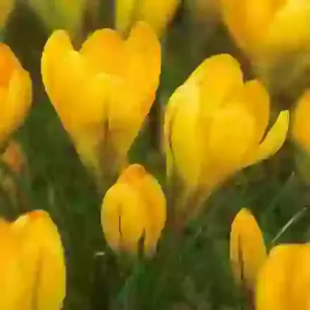 Yellow Giant